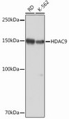 Anti-HDAC9 Antibody, clone 3L5E5, Rabbit Monoclonal