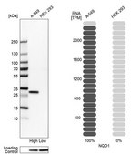 Anti-NQO1 antibody produced in rabbit Prestige Antibodies® Powered by Atlas Antibodies, affinity isolated antibody, buffered aqueous glycerol solution