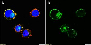 Anti-CD33/Siglec-3 Antibody, clone 1D10 ZooMAb® Rabbit Monoclonal recombinant, expressed in HEK 293 cells