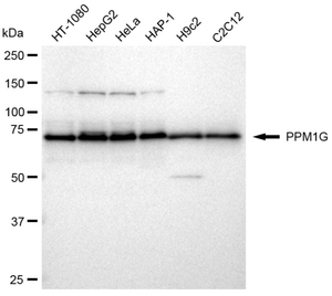 KD-Validated Anti PPM1G Antibody, clone 23GB2590, Rabbit Monoclonal clone 23GB2590, recombinant rabbit monoclonal, expressed in HEK293 cells
