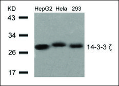 Anti-YWHAZ (Ab-58) antibody produced in rabbit affinity isolated antibody