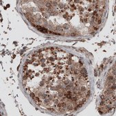 Monoclonal Anti-PDIA3 antibody produced in mouse Prestige Antibodies® Powered by Atlas Antibodies, clone CL2452, purified immunoglobulin, buffered aqueous glycerol solution