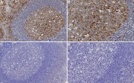 Anti-Cyclin B1 Antibody, clone V152, ZooMAb® Mouse Monoclonal recombinant, expressed in HEK 293 cells