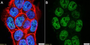 Anti-SAFB Antibody, clone 2N15-L2 ZooMAb® Rabbit Monoclonal recombinant, expressed in HEK 293 cells