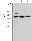 抗p53抗体，小鼠单克隆 小鼠抗 clone DO-7, purified from hybridoma cell culture