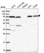 Anti-COPG1 antibody produced in rabbit Prestige Antibodies® Powered by Atlas Antibodies, affinity isolated antibody
