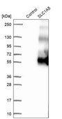 Anti-SLC1A5 antibody produced in rabbit Prestige Antibodies® Powered by Atlas Antibodies, affinity isolated antibody, buffered aqueous glycerol solution