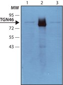 Anti-TGN46 antibody, Mouse monoclonal clone TGN46-52, purified from hybridoma cell culture