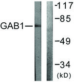 Anti-GAB1 antibody produced in rabbit affinity isolated antibody