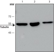 Anti-β-tubulin antibody, Mouse monoclonal clone 2-28-33, purified from hybridoma cell culture