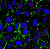 Anti-TXNIP Antibody, clone 3A7.1 clone 3A7.1, from mouse