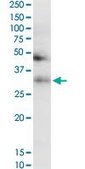 Monoclonal Anti-TF antibody produced in mouse clone 1C2, purified immunoglobulin, buffered aqueous solution