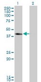 Monoclonal Anti-SLC12A1 antibody produced in mouse clone 4H4, purified immunoglobulin, buffered aqueous solution