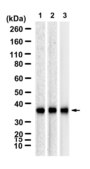 Anti-PRKAB1 Antibody, clone 2M11 ZooMAb® Rabbit Monoclonal recombinant, expressed in HEK 293 cells