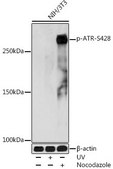 Anti-Phospho-ATR-S428 antibody produced in rabbit