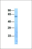 Anti-DES antibody produced in rabbit affinity isolated antibody