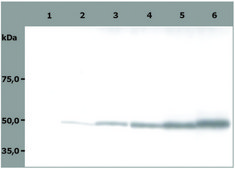 Monoclonal Anti-betaTubulin antibody produced in mouse clone TU-06