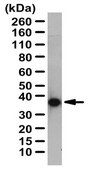 Anti-Annexin A3 Antibody from rabbit, purified by affinity chromatography