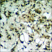 Anti-phospho-HDAC2 (pSer394) antibody produced in rabbit affinity isolated antibody