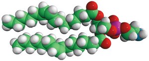 16:1 PE 1,2-dipalmitoleoyl-sn-glycero-3-phosphoethanolamine, chloroform