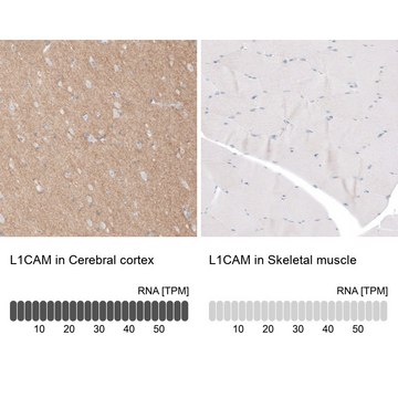 Anti-L1CAM antibody produced in rabbit Prestige Antibodies® Powered by Atlas Antibodies, affinity isolated antibody, buffered aqueous glycerol solution