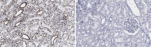 Anti-53BP1 Antibody, clone 1H16 ZooMAb® Rabbit Monoclonal recombinant, expressed in HEK 293 cells