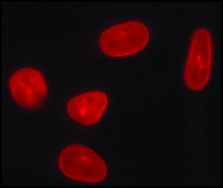 抗核纤层蛋白A（C末端） 兔抗 ~1 mg/mL, affinity isolated antibody, buffered aqueous solution