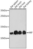 Anti-MIF antibody produced in rabbit
