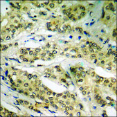 Anti-phospho-MAP3K1 (pThr1402) antibody produced in rabbit affinity isolated antibody