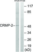 Anti-CRMP-2 antibody produced in rabbit affinity isolated antibody