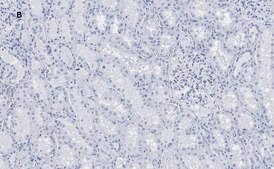 Anti-FADD Antibody, clone 11N7, ZooMAb® Rabbit Monoclonal recombinant, expressed in HEK 293 cells