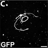 抗神经丝200 kDa抗体，克隆RT97 clone RT97, Chemicon®, from mouse