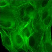 U2OS GFP-ACTB RFP-TUBA1B