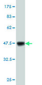 Monoclonal Anti-MAGI1 antibody produced in mouse clone 7B4, purified immunoglobulin, buffered aqueous solution