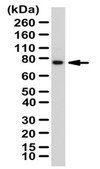 Anti-NF-E2-related factor 2 Antibody from rabbit, purified by affinity chromatography