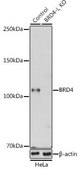 Anti- BRD4 antibody produced in rabbit
