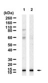 Anti-CXCL12/SDF1 Antibody, clone 5I2 ZooMAb® Rabbit Monoclonal recombinant, expressed in HEK 293 cells