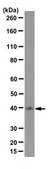 Anti-Sphingosine 1-phosphate receptor 1 (S1P1) Antibody, clone 8B7.1 clone 8B7.1, from mouse