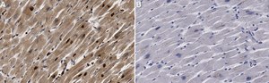 Anti-SHP2 Antibody, clone 3B17 ZooMAb® Rabbit Monoclonal recombinant, expressed in HEK 293 cells