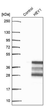 Anti-HEY1 antibody produced in rabbit Prestige Antibodies® Powered by Atlas Antibodies, affinity isolated antibody, buffered aqueous glycerol solution