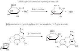 β-葡萄糖醛酸酶 Purified, aqueous solution, β-glucuronidase 150,000-250,000 units/mL, β-glucuronidase ≥20,000,000 units/g protein