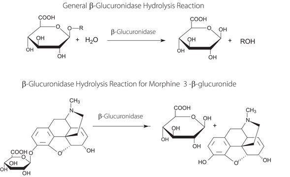 β-Glucuronidase from limpets (Patella vulgata) aqueous solution, ≥85,000 units/mL