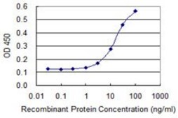 Monoclonal Anti-CTSE antibody produced in mouse clone 2D5, purified immunoglobulin, buffered aqueous solution