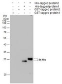 单克隆抗 6X His 标签 小鼠抗 clone GT359, affinity isolated antibody