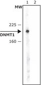 Anti-DNMT1 antibody produced in rabbit IgG fraction of antiserum, buffered aqueous solution