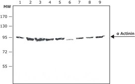 Anti-α Actinin antibody, Mouse monoclonal clone BM-75.2, purified from hybridoma cell culture
