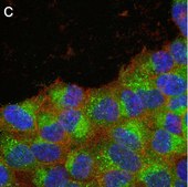 Anti-phospho-GSK3β Ser9 Antibody, clone 6K18 ZooMAb® Rabbit Monoclonal recombinant, expressed in HEK 293 cells