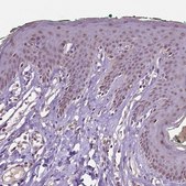 Anti-DLX5 antibody produced in rabbit Prestige Antibodies® Powered by Atlas Antibodies, affinity isolated antibody, buffered aqueous glycerol solution
