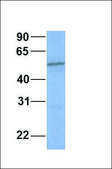 Anti-CYP2C19 antibody produced in rabbit affinity isolated antibody