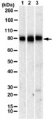 Anti-THBD Antibody, clone 1I11 ZooMAb® Rabbit Monoclonal recombinant, expressed in HEK 293 cells